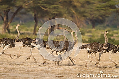 Running flock of ostriches in Africa Stock Photo