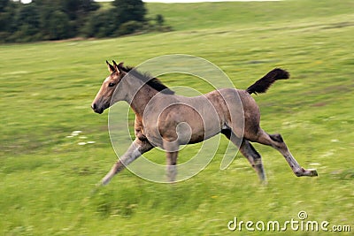 Running foal Stock Photo