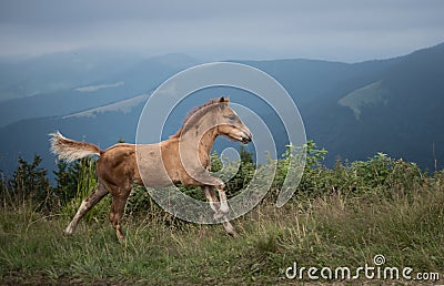 Running foal Stock Photo