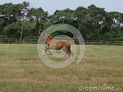 Running Foal Stock Photo