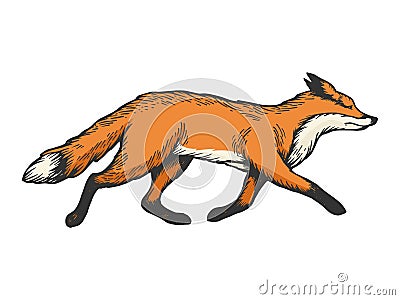 Running fox animal color sketch engraving vector Vector Illustration