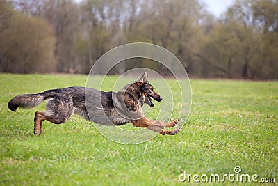 Running German sheepdog Stock Photo