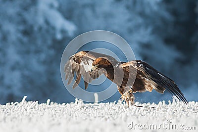 Running golden eagle Stock Photo