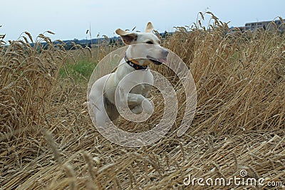 Running golden labrador Stock Photo