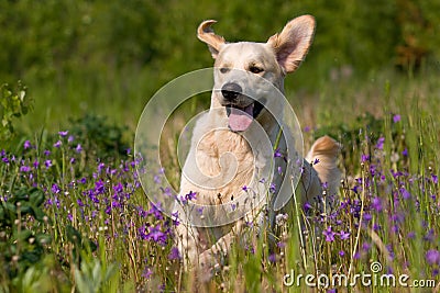 Running golden retriever Stock Photo