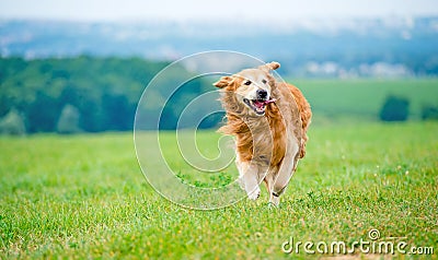 Running Golden retriever dog Stock Photo