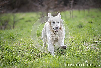 Running Golden Retriever in motion Stock Photo