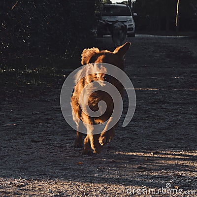 Running golden retriever outdoors on a sunny day Stock Photo
