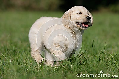 Running golden retriever puppy Stock Photo