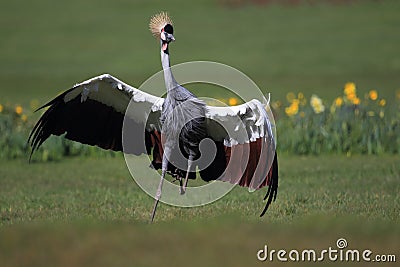 Running grey crowned crane Stock Photo