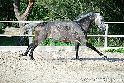 Running grey sportive horse in manage Stock Photo