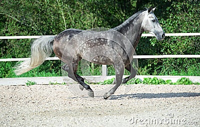Running grey sportive horse in manage Stock Photo