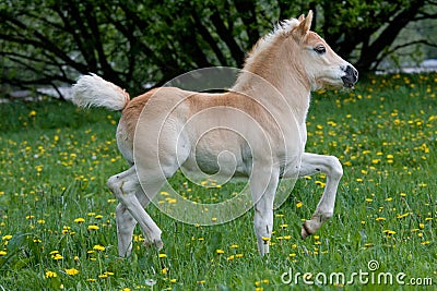 Running haflinger pony foal Stock Photo