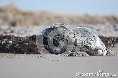 Running harbor seal Stock Photo