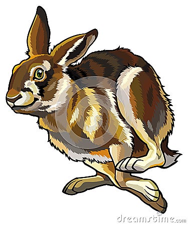 Running hare Vector Illustration