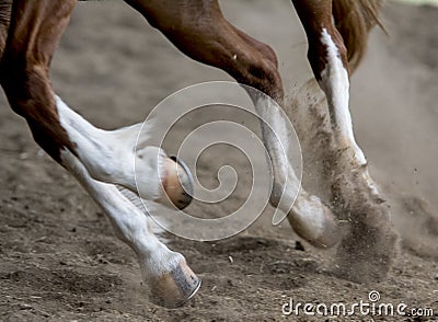 Running horse Stock Photo