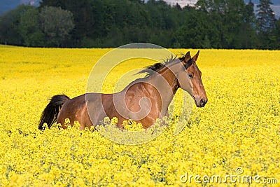 Running horse in colza field Stock Photo