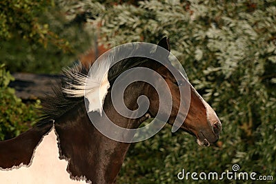 Running horse head Stock Photo