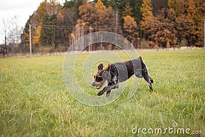 running hunting dog across a field near a forest looking for the right scent trail. Cesky fousek Barbu tcheque in search of game Stock Photo