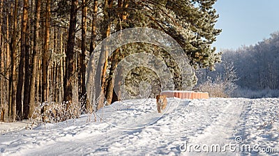Running Hunting dog in winter forest. Dog on a winter hunt. A hunting dog runs through a snowy park in cold weather Stock Photo