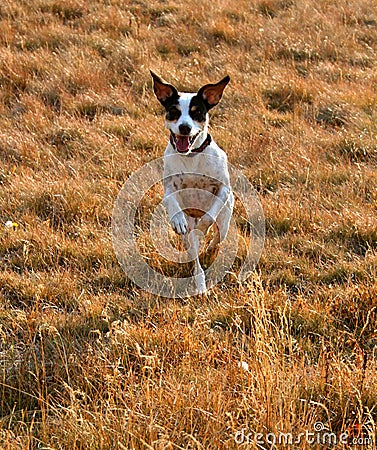 Running Jack Stock Photo