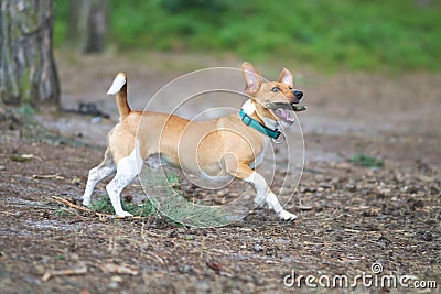 Running jack russel terrier, dog. Stock Photo