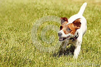 Running Jack Russell Terrier Stock Photo