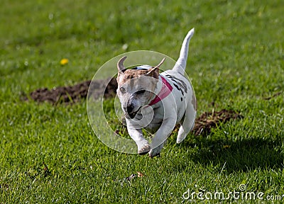 Running Jack Russell Terrier with a red collar on greenfield in a park Stock Photo