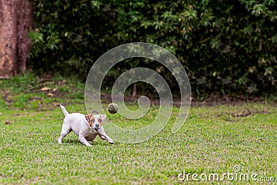 Running Jack Russell Terrier For Thrown Ball Aport Stock Photo