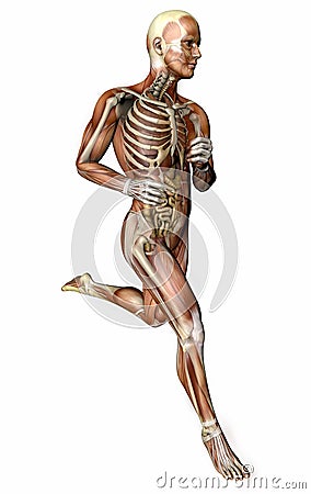 Running man, muscular system, digestive system, anatomy Stock Photo