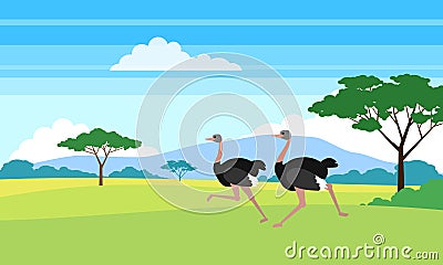 Running ostrich in african savannah landscape Vector Illustration