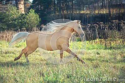 Running palomino welsh pony with long mane posing at freedom Stock Photo