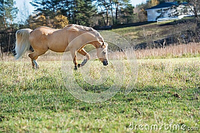 Running palomino welsh pony with long mane posing at freedom Stock Photo