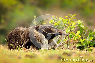 Running in pampas. Anteater, cute animal from Brazil. Giant Anteater, Myrmecophaga tridactyla, animal long tail and log muzzle nos Stock Photo