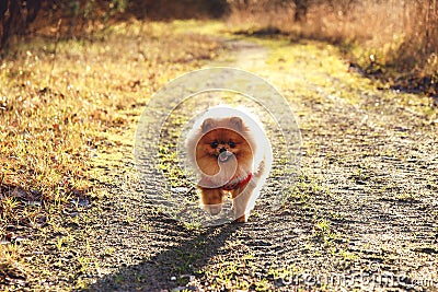 Running pomeranian dog. Cute dog Stock Photo