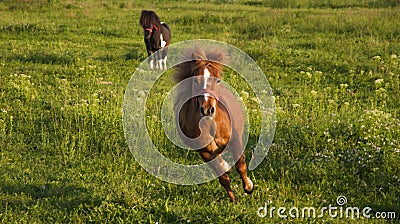 Running pony Stock Photo