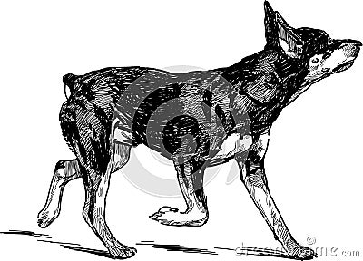 Running puppy of Doberman Vector Illustration
