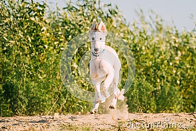 Running Puppy Of Russian Wolfhound Hunting Sighthound Russkaya Psovaya Borzaya Dog Stock Photo