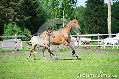 Running purebred akhalteke dam with foal in the paddock Stock Photo