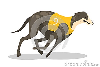 Running purebred dog in coursing dress. Dog racing concept. Vector Illustration