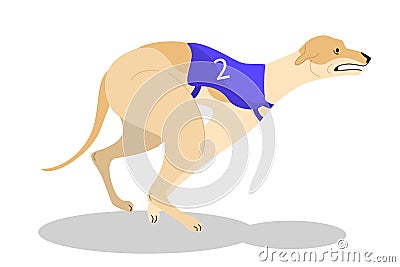 Running purebred dog in coursing dress. Dog racing concept. Vector Illustration