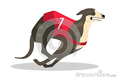 Running purebred dog in coursing dress. Dog racing concept. Vector Illustration