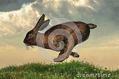 Running Rabbit Stock Photo
