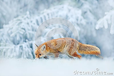 Running Red Fox, Vulpes vulpes on the grassy meadow with rime and snow. Red fix in winter condition. Wildlife scene from nature, a Stock Photo