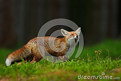 Running Red Fox, Vulpes vulpes, at green forest Stock Photo