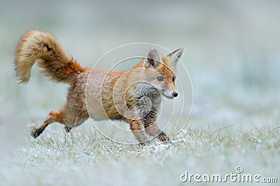 Running Red Fox, Vulpes vulpes, at snow winter Stock Photo