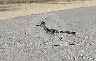 Running Road Runner Stock Photo