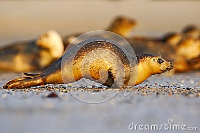 Running seal. Seal in white sand beach. Running animal. Mammal action scene. Atlantic Grey Seal, Halichoerus grypus, detail Stock Photo