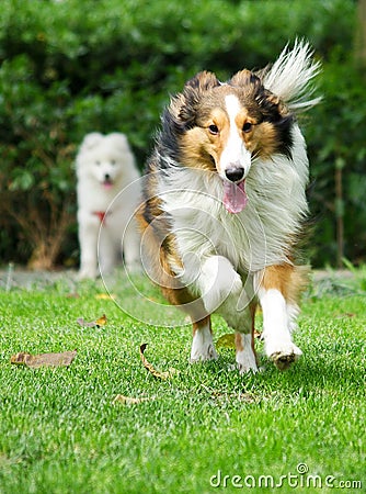 Running Sheltie Stock Photo