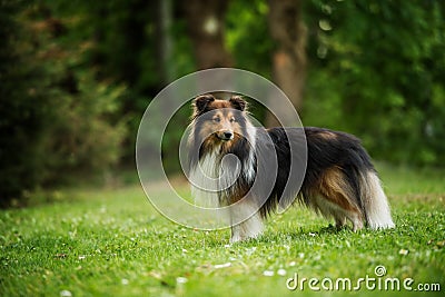 Running sheltie dog in a meadow Stock Photo